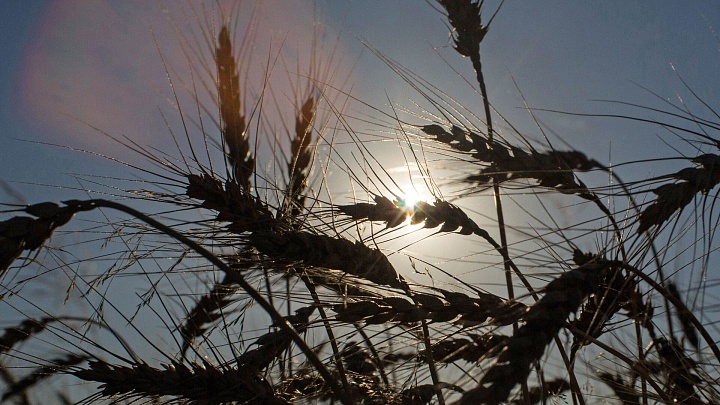 Ученые Сколтеха впервые в России отредактировали геном пшеницы